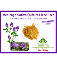 Medicago Sativa / Lucerne Fodder Seed 500 grams